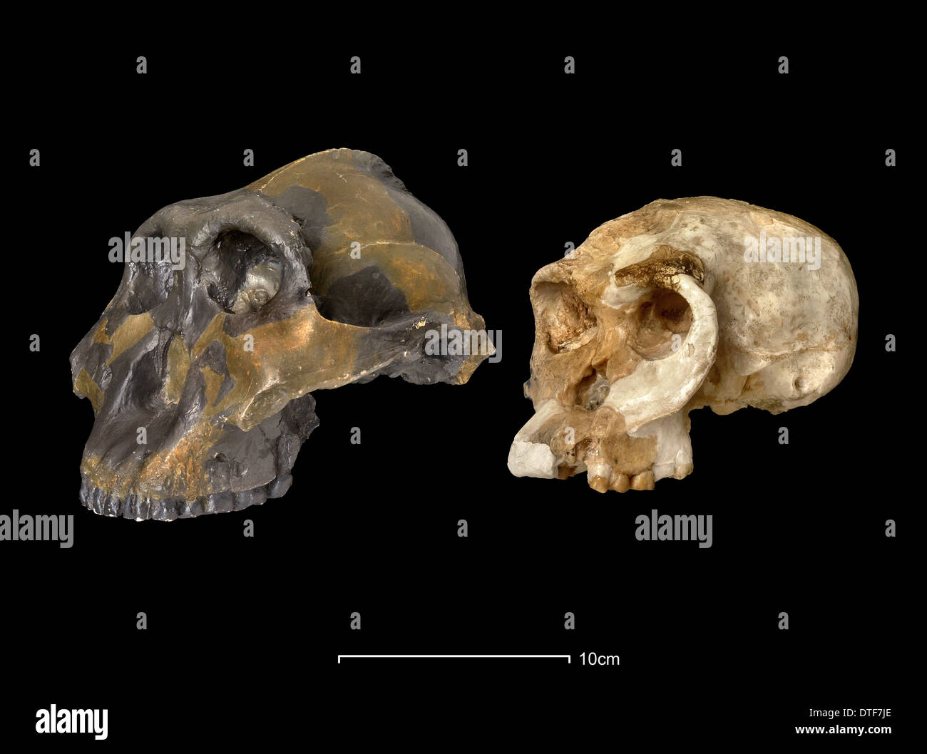 Australopithecus robustus (OH5) & forschungsrelevante Homo Habilis (OH24) Stockfoto