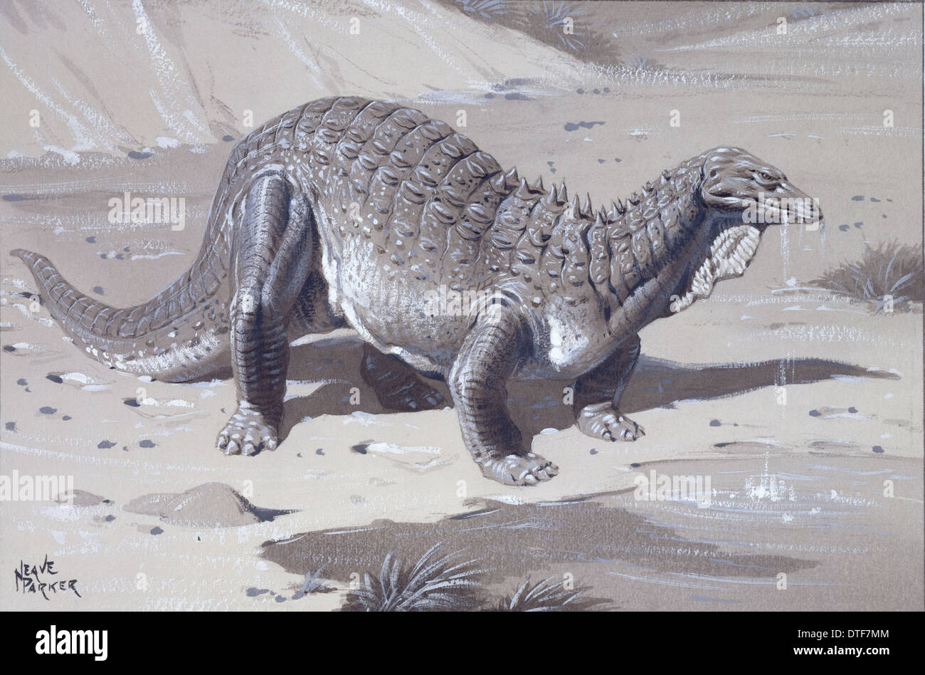 Ankylosauria Fotos und Bildmaterial in hoher Auflösung Alamy