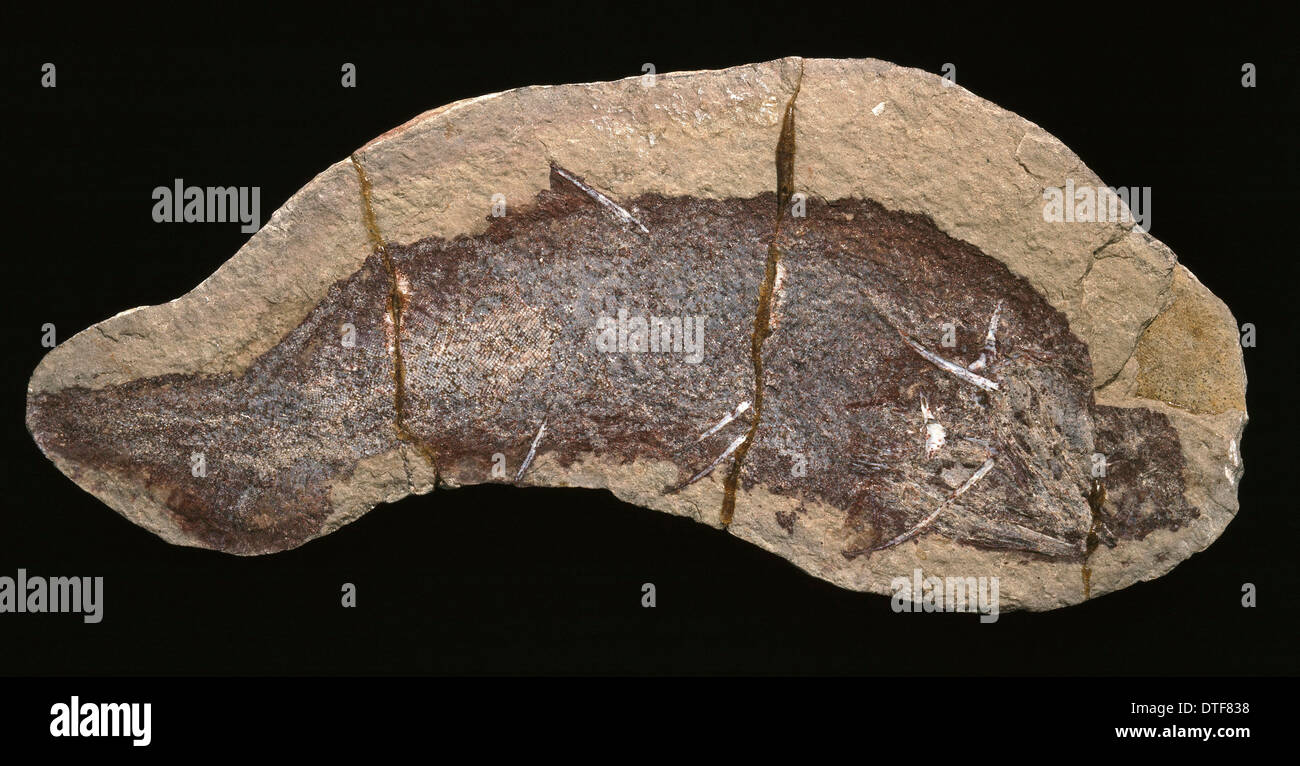 Cheiracanthus Murchisoni, fossilen Fischen Stockfoto