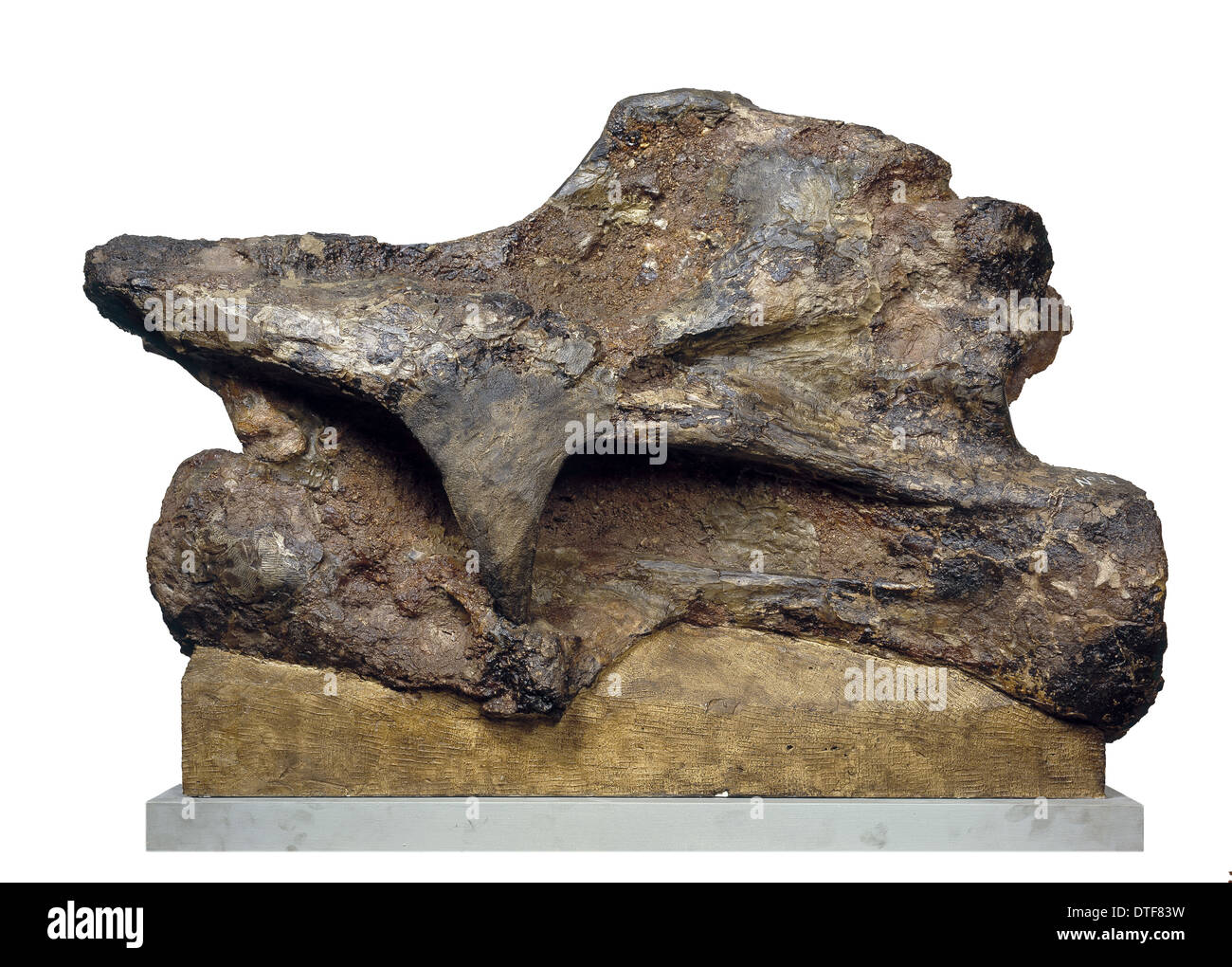 Brachiosaurier Hals Wirbel Stockfoto