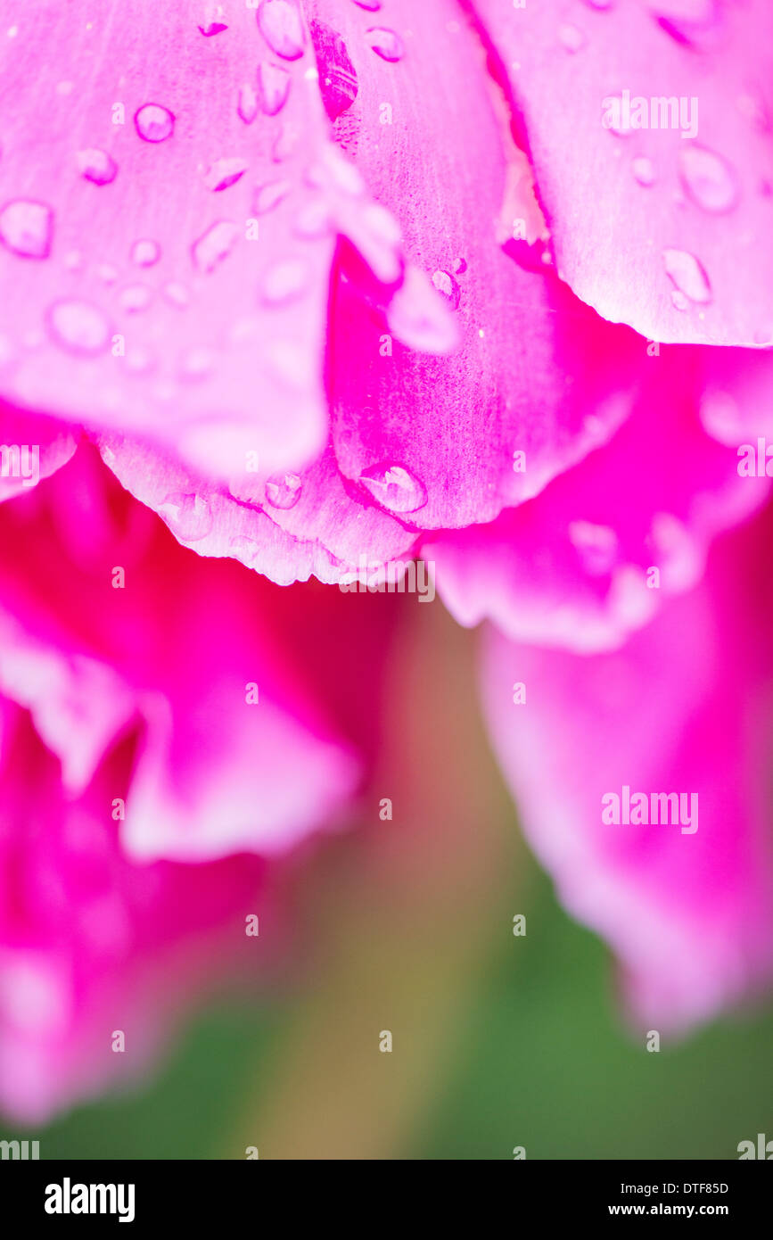 Nahaufnahme von Rosenblättern bedeckt mit Regentropfen und Tau Stockfoto