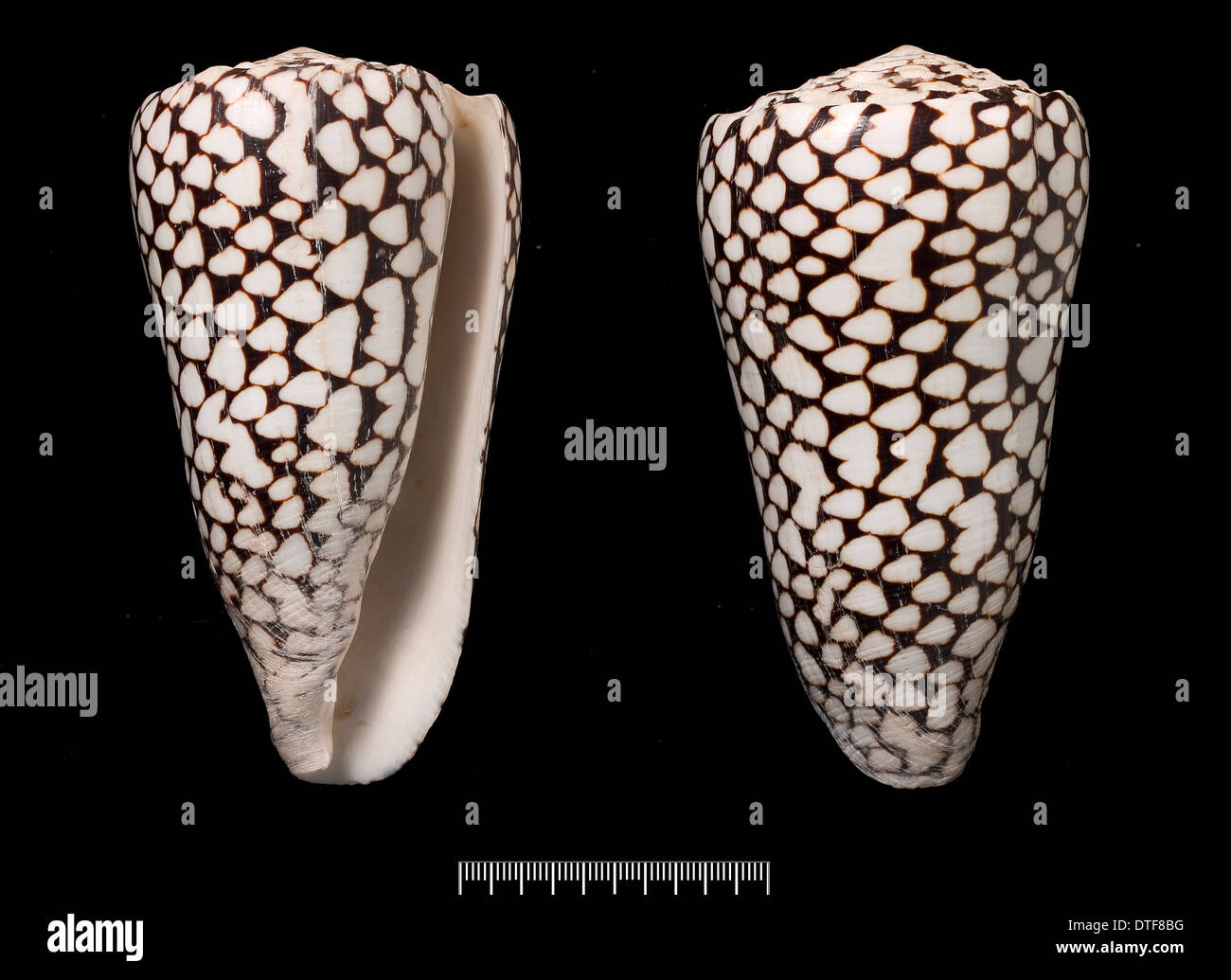 Conus Marmoreus, Kegel-Schale Stockfoto