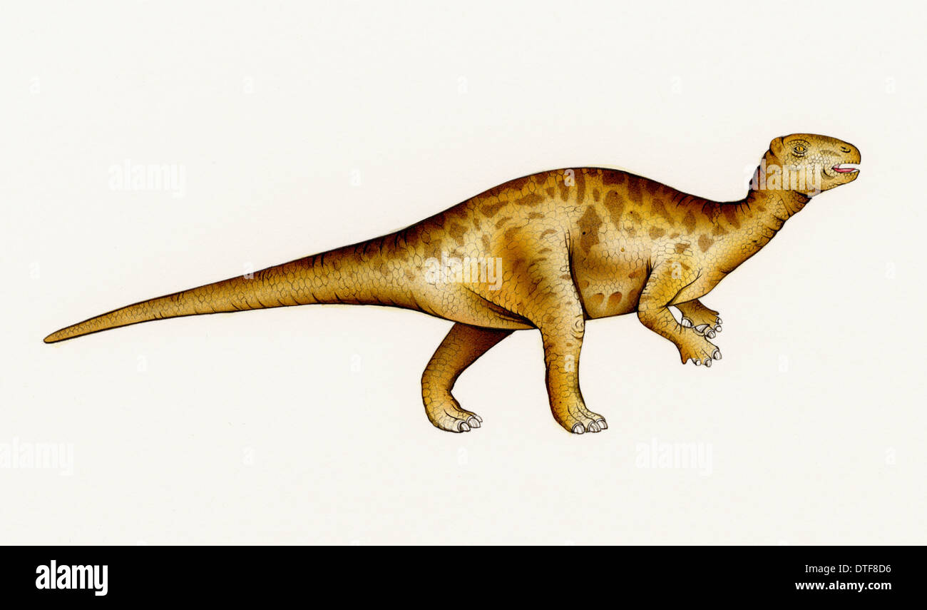 Hadrosauriformen Fotos und Bildmaterial in hoher Auflösung Alamy