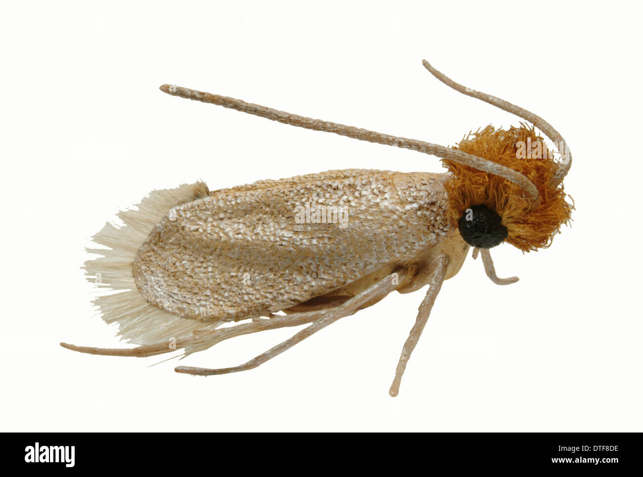 Tineola Bisselliella, gemeinsame oder Gurtband Kleidung moth Stockfoto