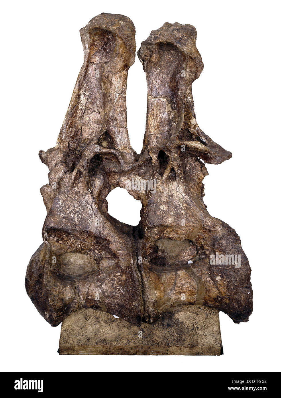 Brachiosaurier Rücken Wirbel Stockfoto