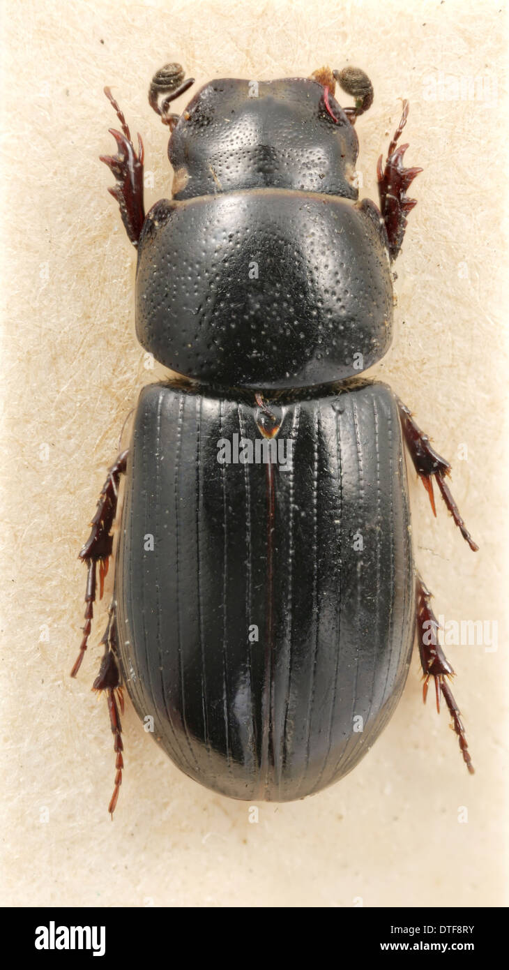 Aphodius Niger, Beaulieu Mistkäfer Stockfoto