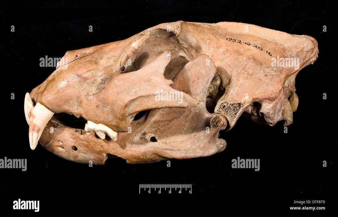 Löwe-Schädel mit Unterkiefer Linke Seitenansicht Stockfoto