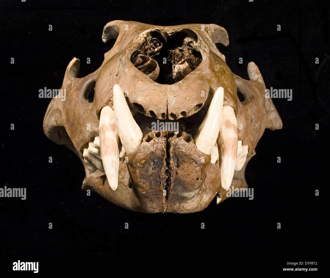 Löwe-Schädel mit Unterkiefer von rechts gesehen Stockfoto