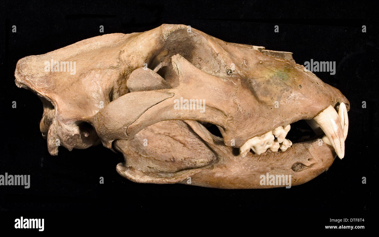 Löwe-Schädel mit Unterkiefer, von vorne gesehen Stockfoto