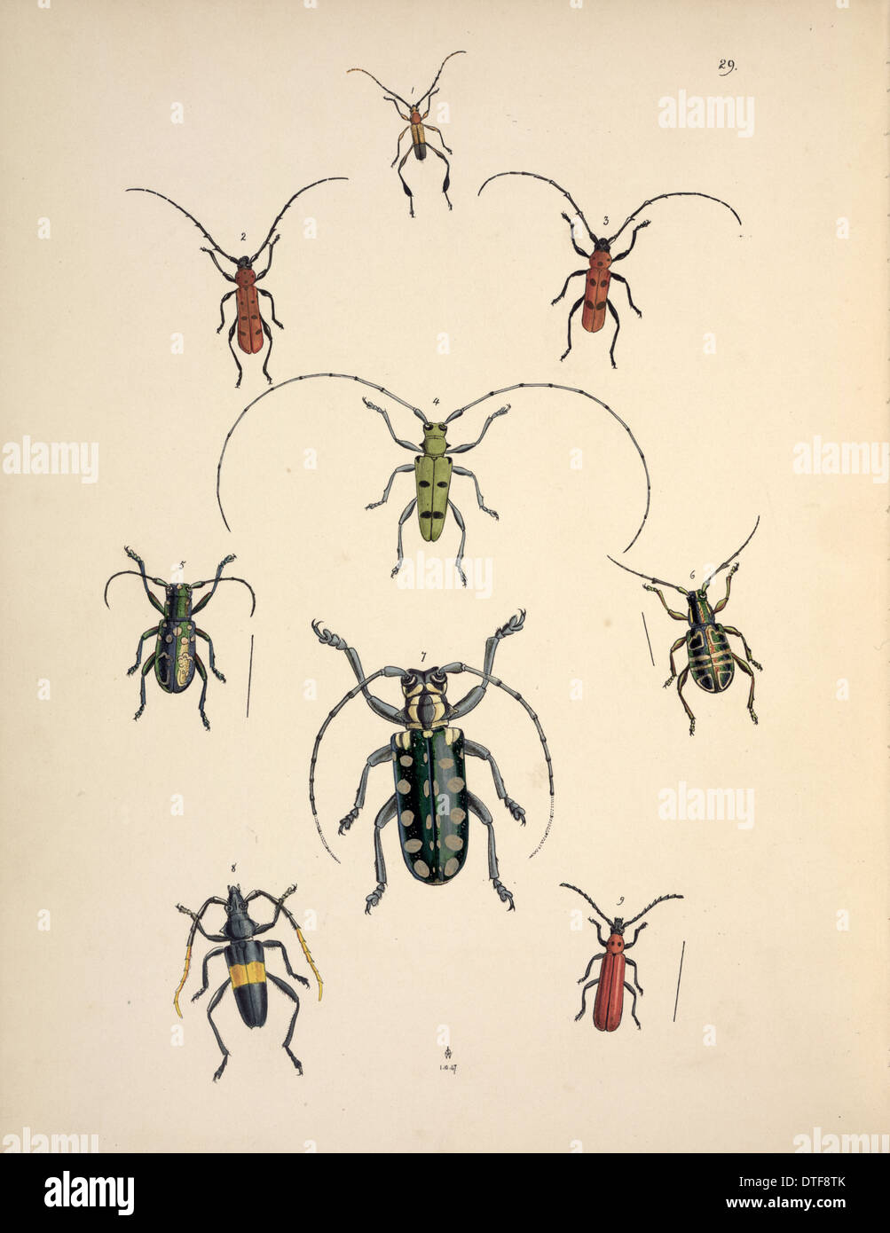 Neun Arten von Käfern, Cerambycid Stockfoto