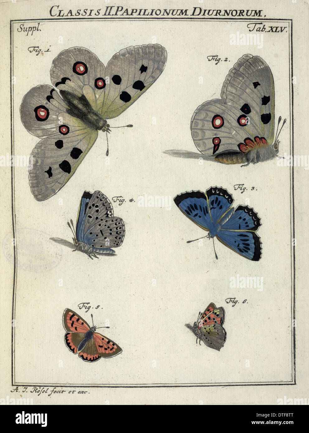 Schon Apollo Linnaeus, Papilionidae; Maculinea Arion Linnaeus, Lycaenidae Stockfoto