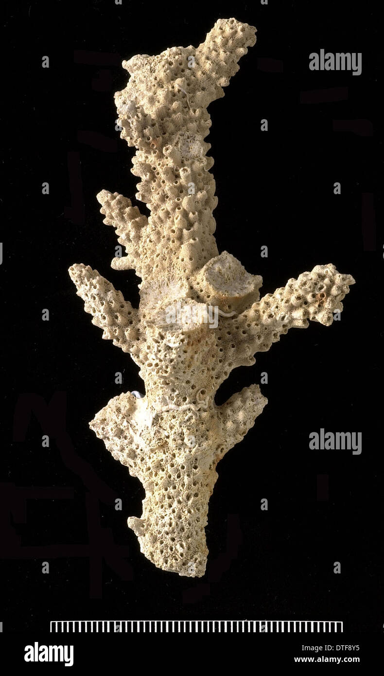 Acropora, ein Scleractinian Korallen Stockfoto