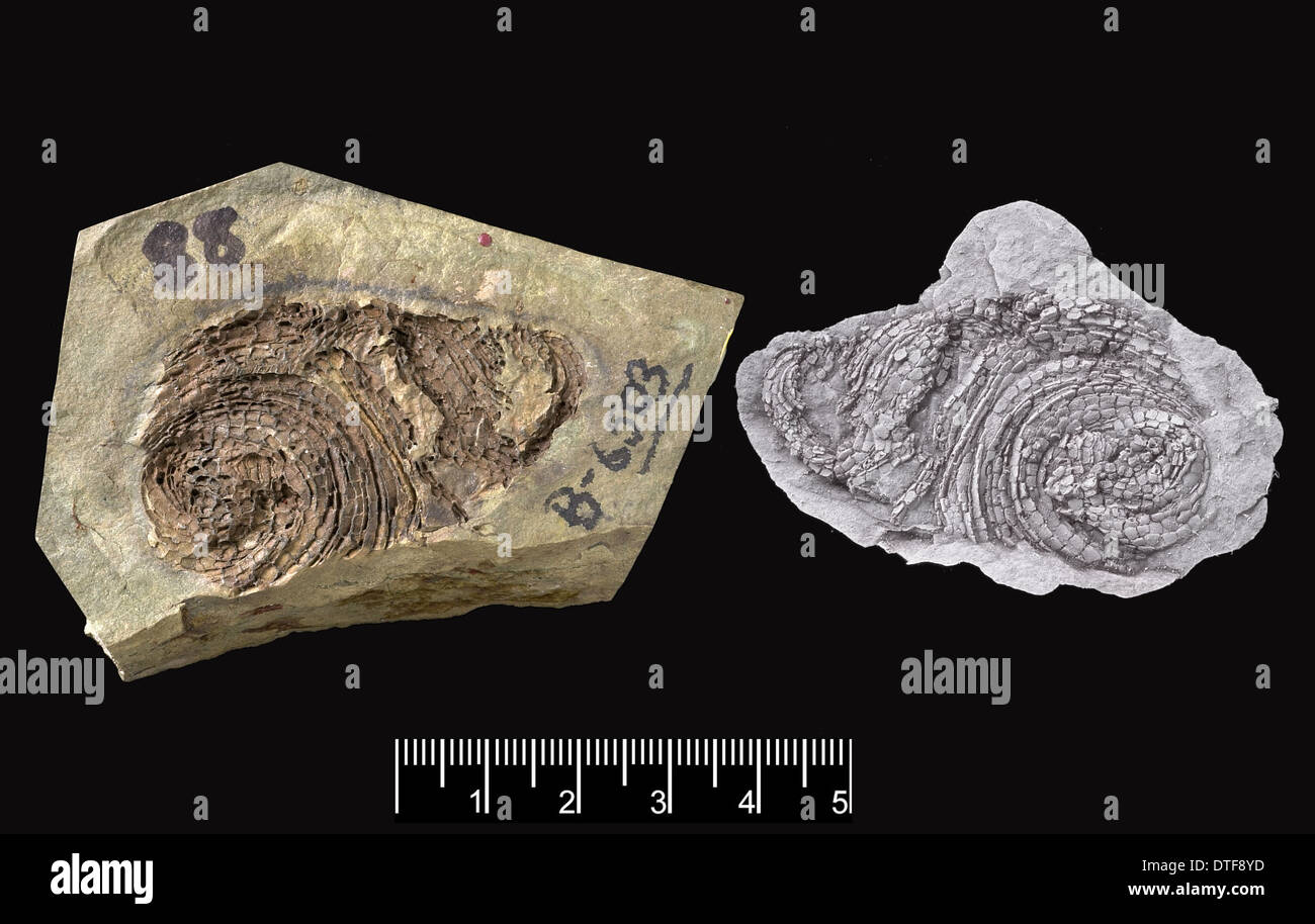 Ein Fossil Helicoplacoid Stockfoto