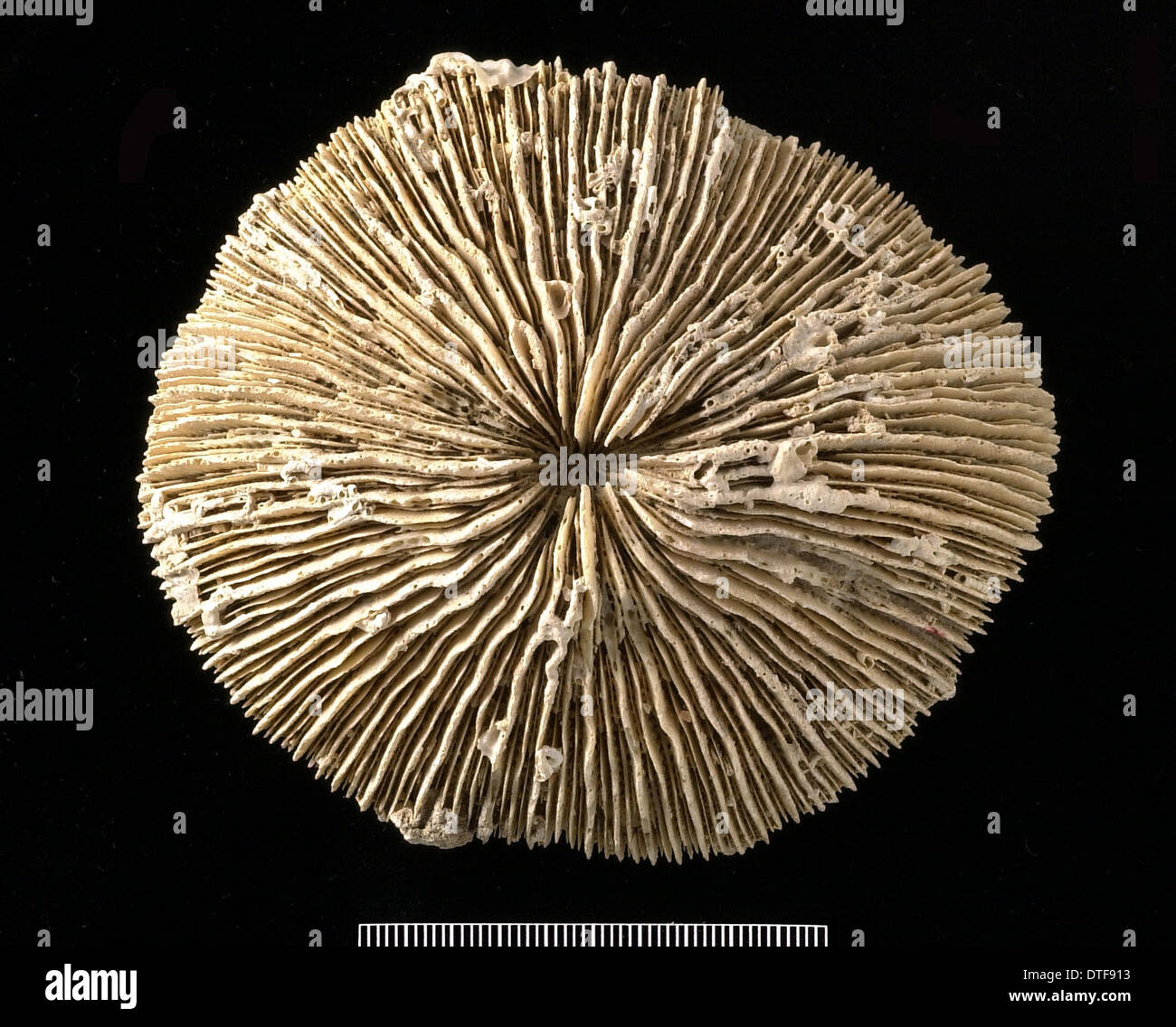 Pilzkorallen, Koralle Stockfoto
