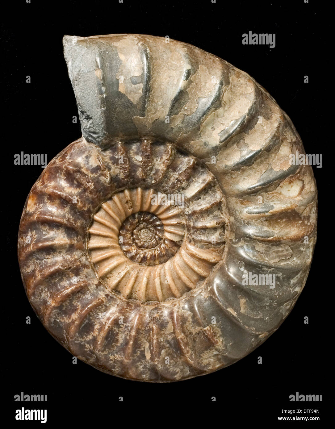 Asteroceras, fossile Ammoniten Stockfoto