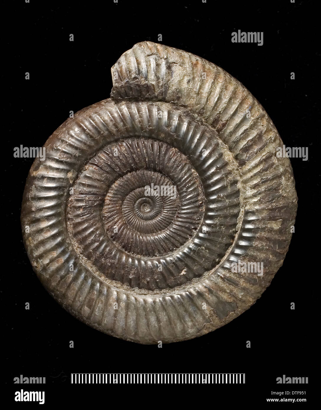 Dactylioceras, fossile Ammoniten Stockfoto