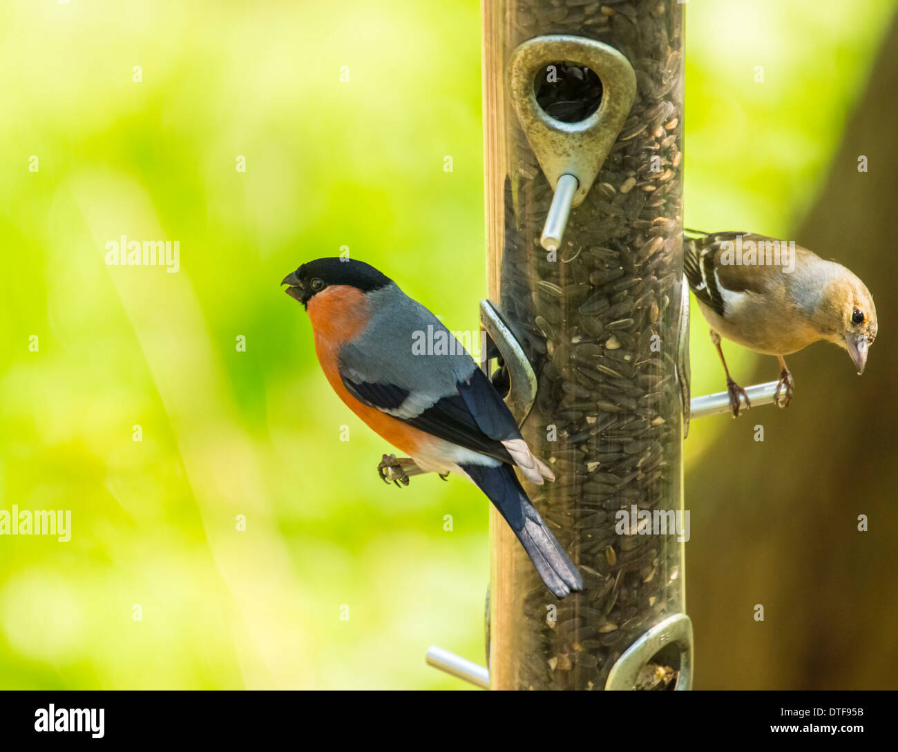 Gimpel: Pyrrhula, auf ein Futterhäuschen für Vögel Stockfoto