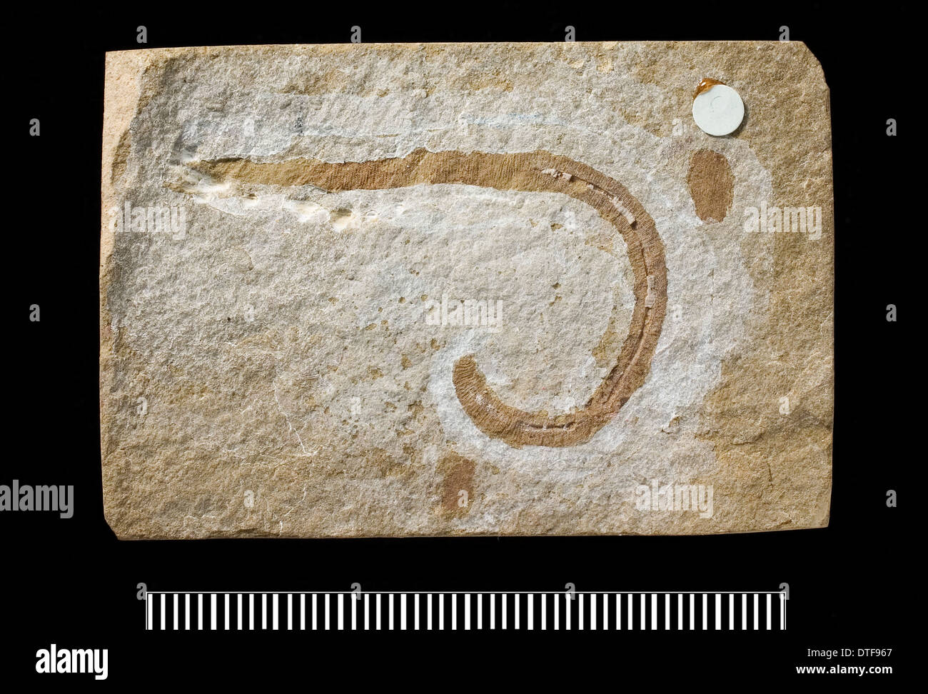 Protoscolex, ein Fossil Wurm Stockfoto