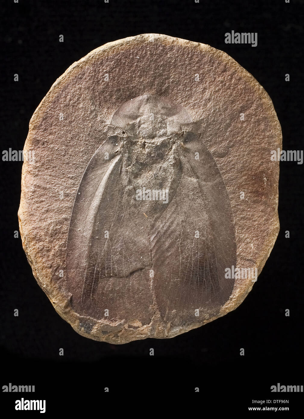 Aphthoroblattina, einem fossilen Schabe Stockfoto