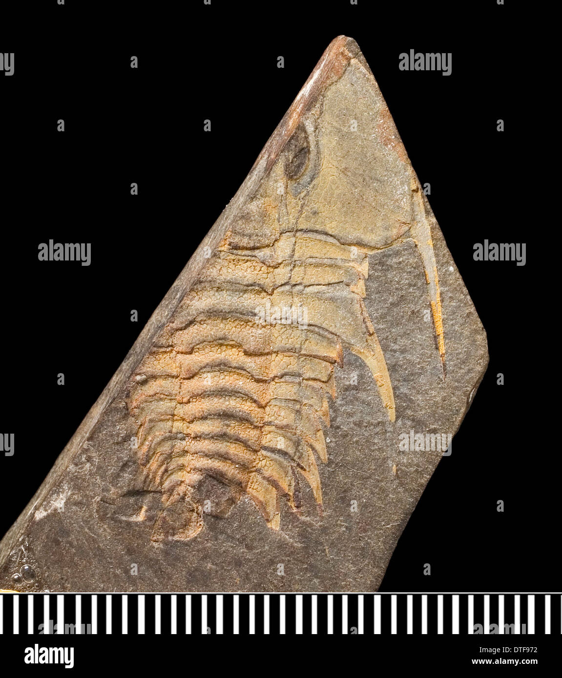 Olenellus, einem fossilen Trilobiten Stockfoto