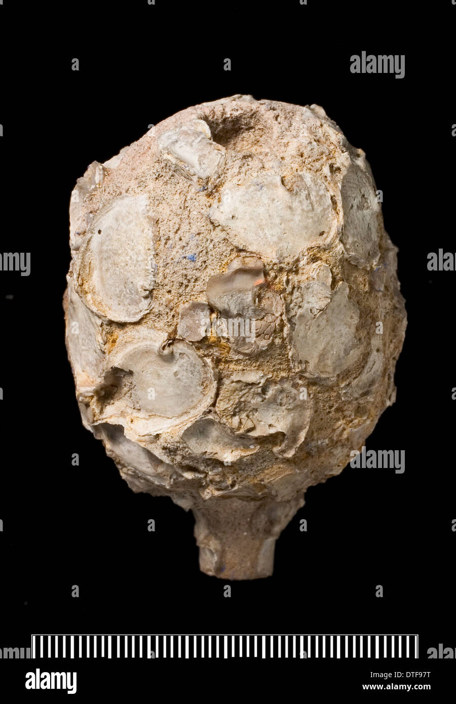 Siphonia, einem fossilen Schwamm Stockfoto