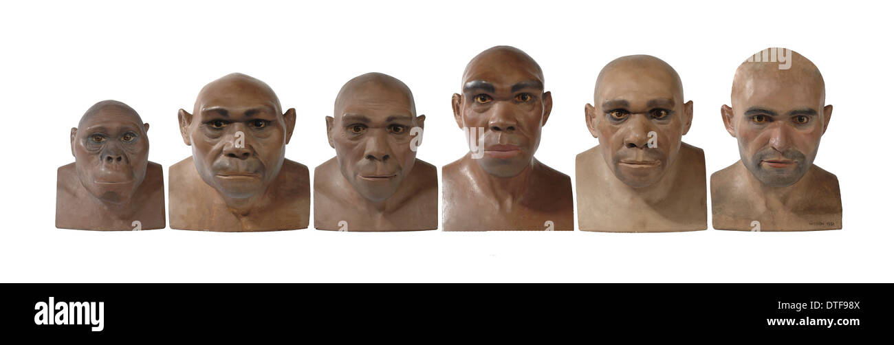 Hominiden Rekonstruktionen in chronologischer Reihenfolge Stockfoto