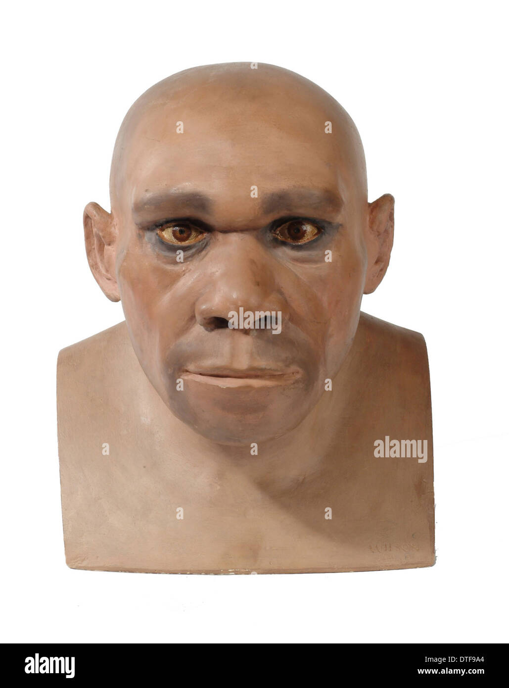 Homo neanderthalensis Stockfoto