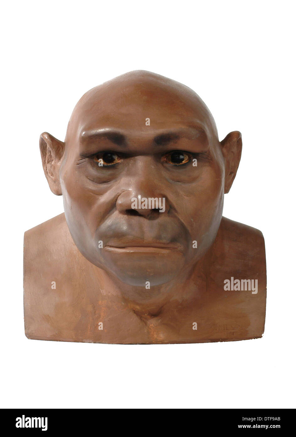 Homo Erectus, Java-Mensch Stockfoto