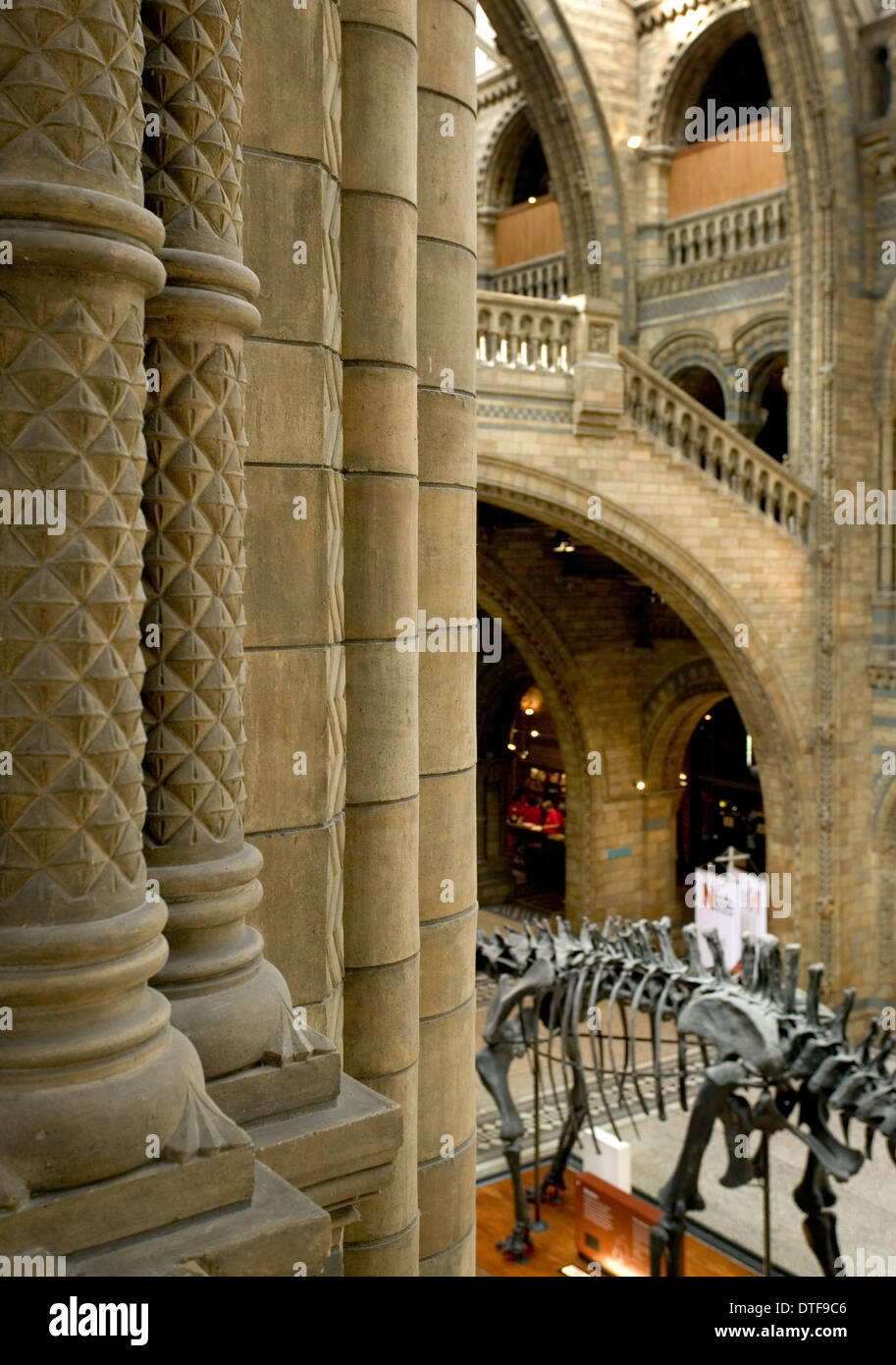 Architektonische Ansicht der Haupthalle am Natural History Museum, London Stockfoto