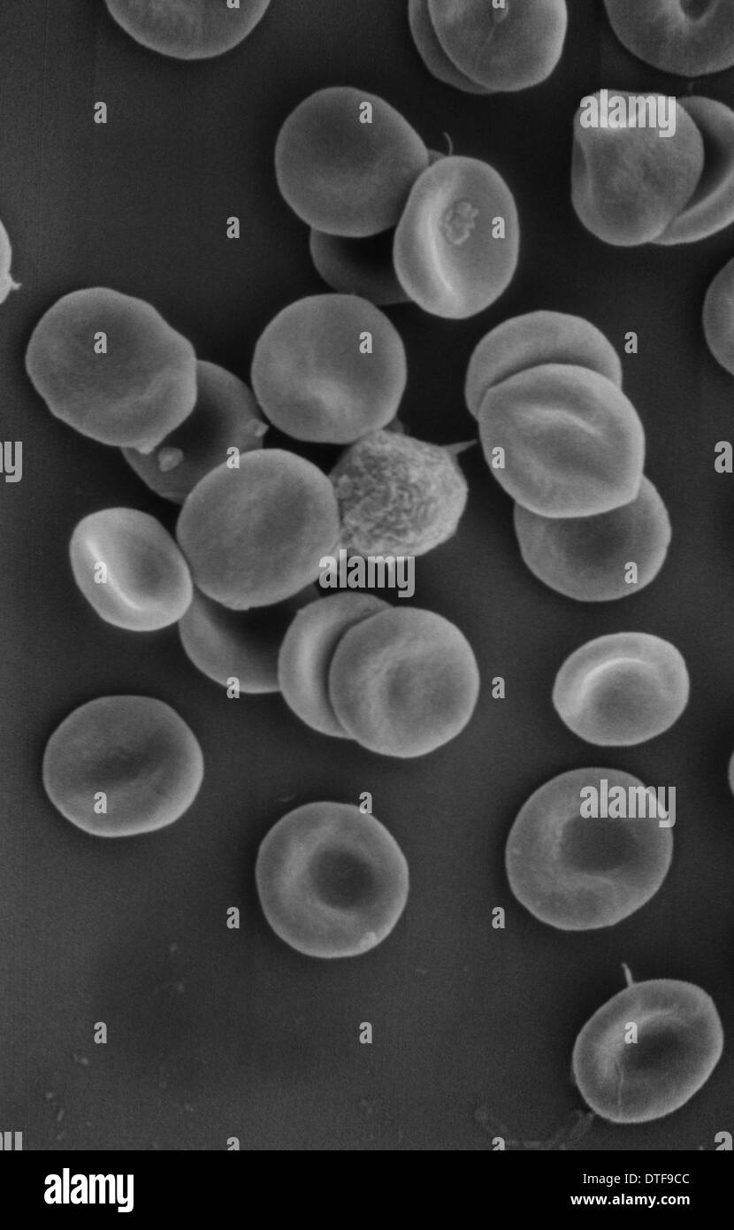 Menschlichen roten Blutkörperchen Stockfoto