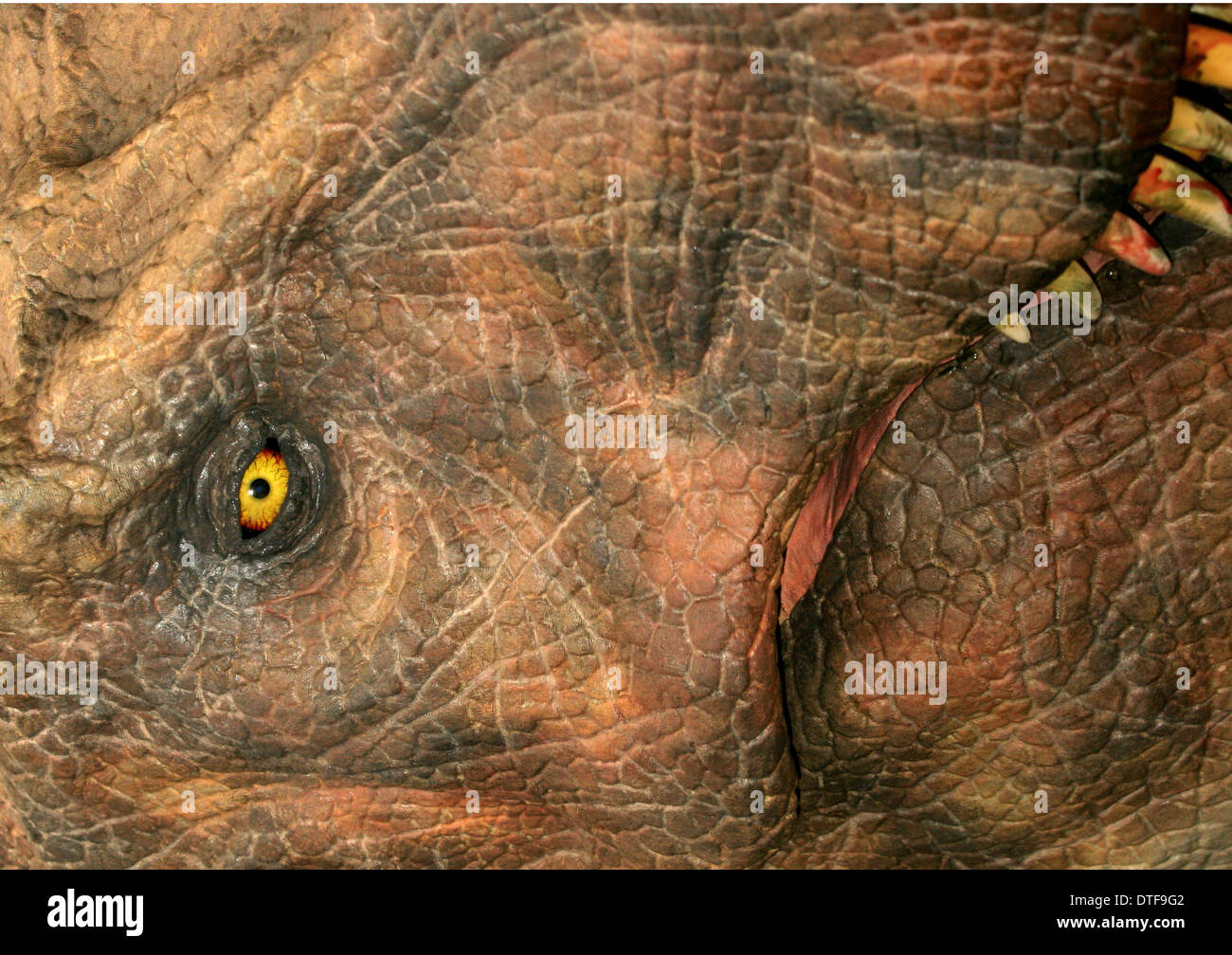 Anatomie des tyrannosaurus rex -Fotos und -Bildmaterial in hoher