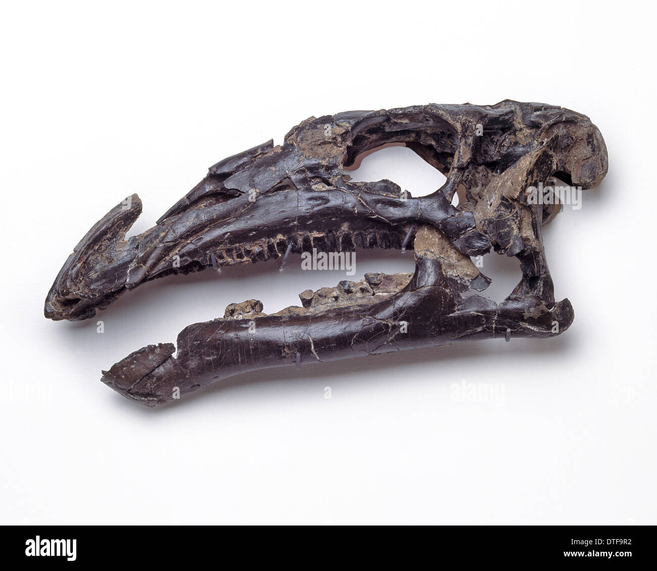 Anatomie des iguanodon Fotos und Bildmaterial in hoher Auflösung Alamy