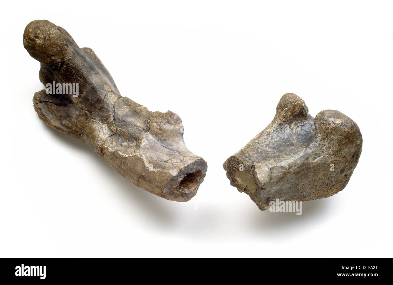Dryosaurus hohlen Knochenstruktur Stockfoto