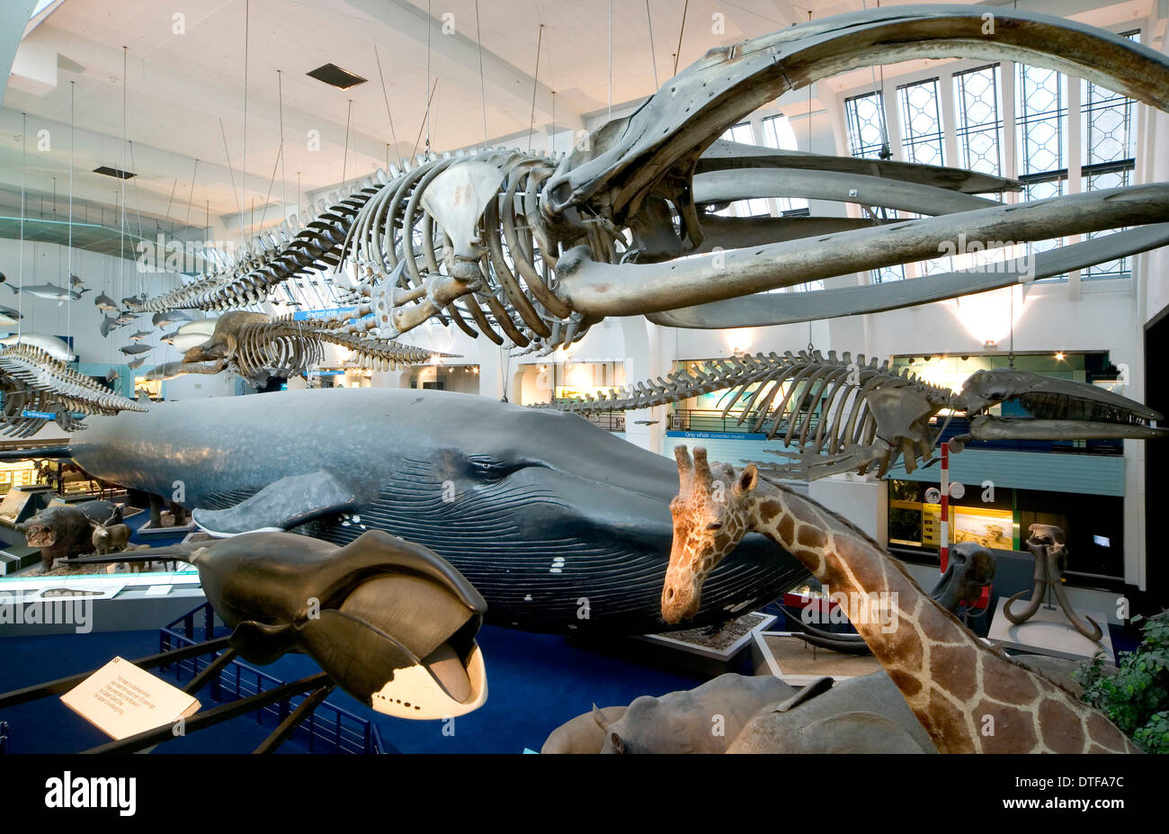 Säugetier und Wal-Galerie Stockfoto