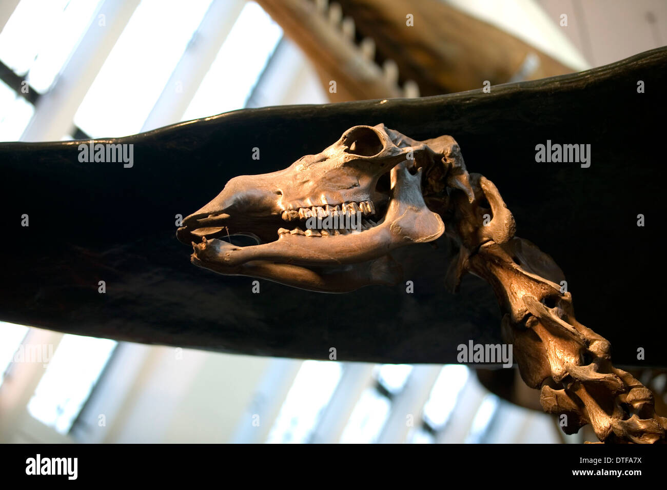 Megaceros Giganteus, Riesenhirsch Stockfoto