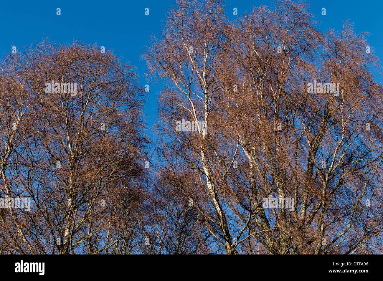 SILVER BIRCH [BETULA PENDEL] BÄUME IM WINTER MIT KÄTZCHEN UND EIN BLAUER HIMMEL Stockfoto