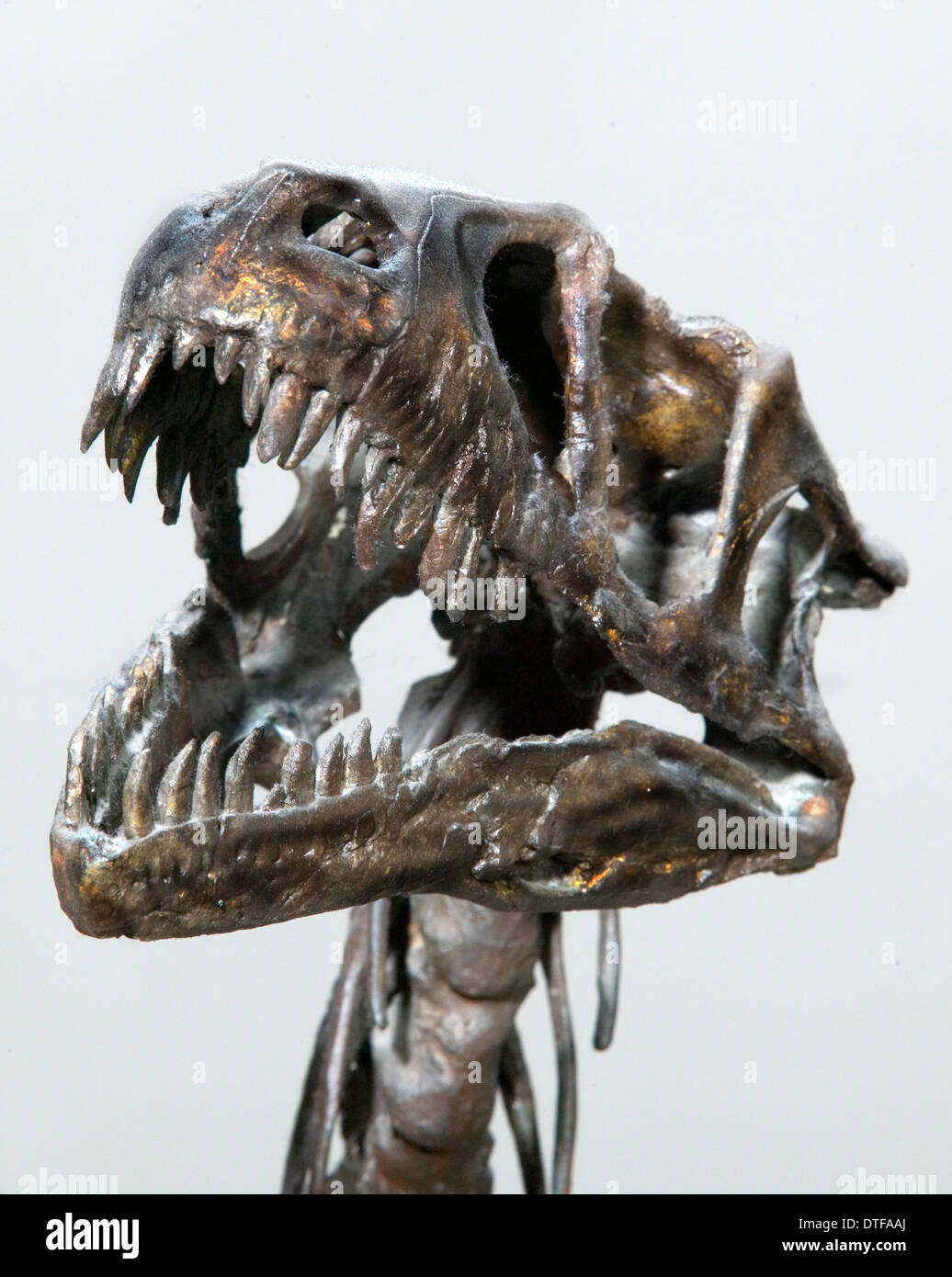 Dromaeosaurus dinosaurier Fotos und Bildmaterial in hoher Auflösung