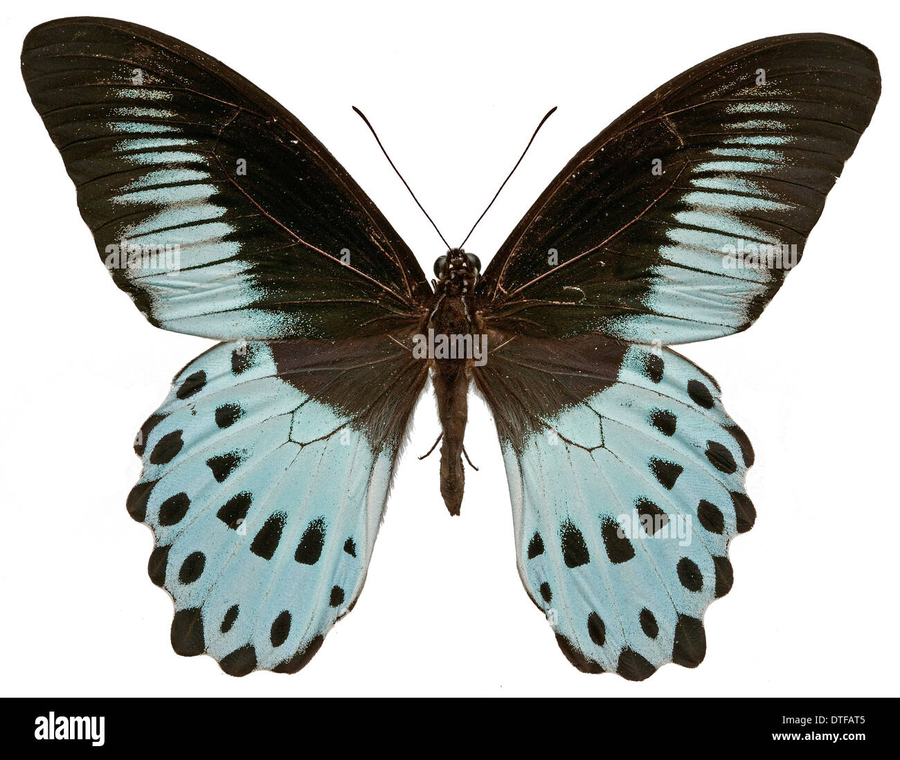 Papilio Polymnestor, blaue Mormone Stockfoto
