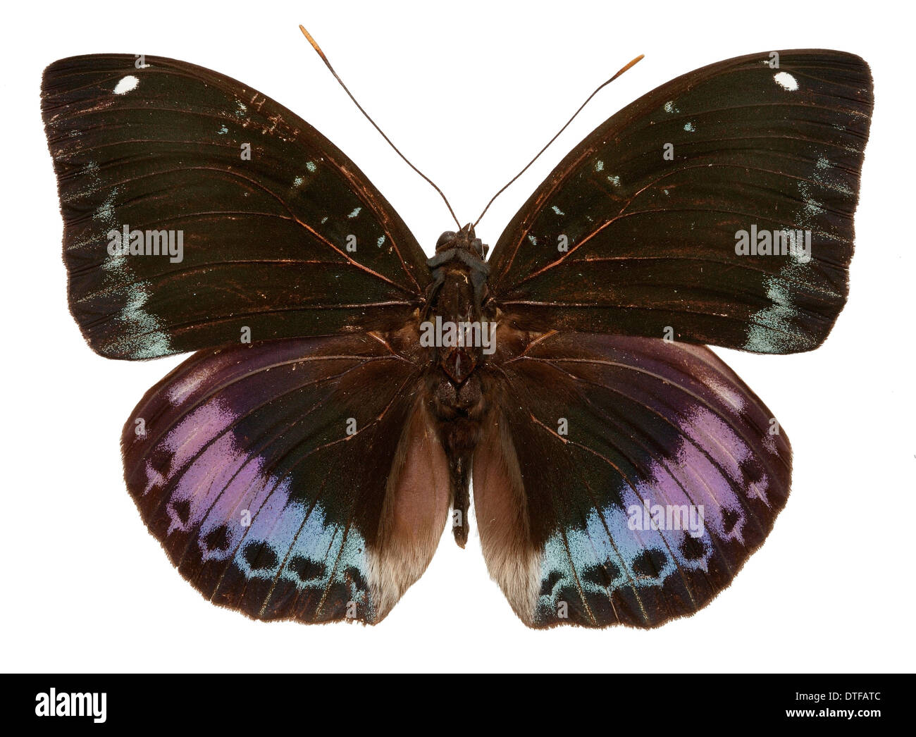 Adolias Cyanipardus, große Erzherzog (männlich) Stockfoto