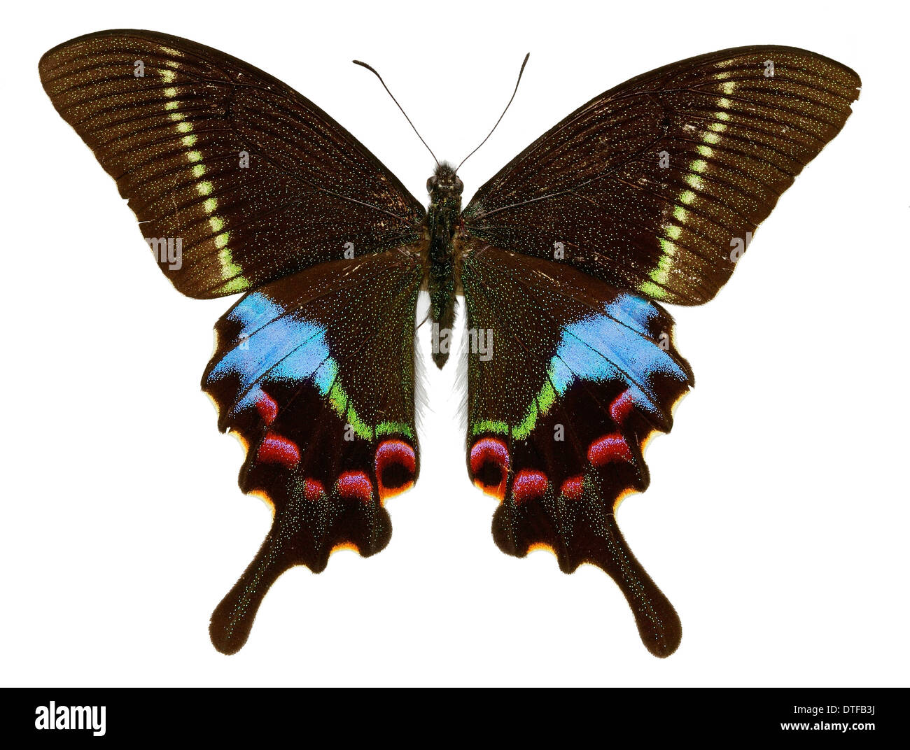 Papilio Krishna, Krishna Pfau Stockfoto