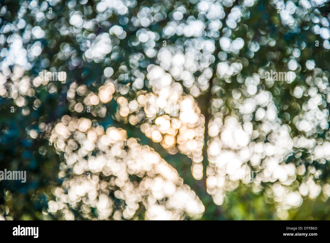 Vergrößern Sie Schuss aus Fokus grüner Baum für den Hintergrund. Stockfoto