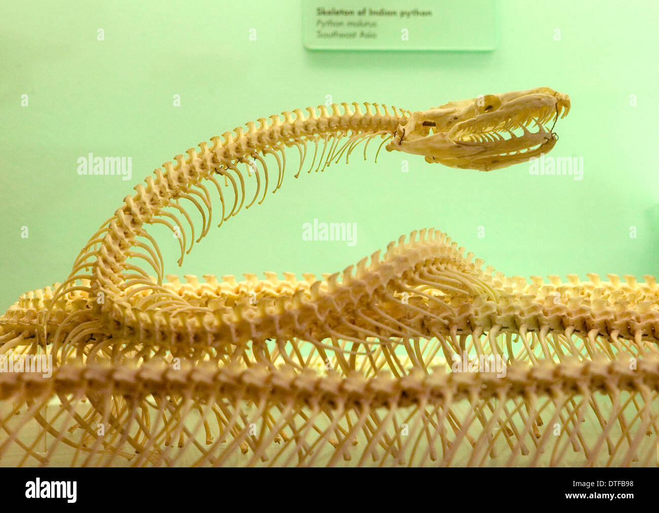 Python aus, Indian python Stockfoto