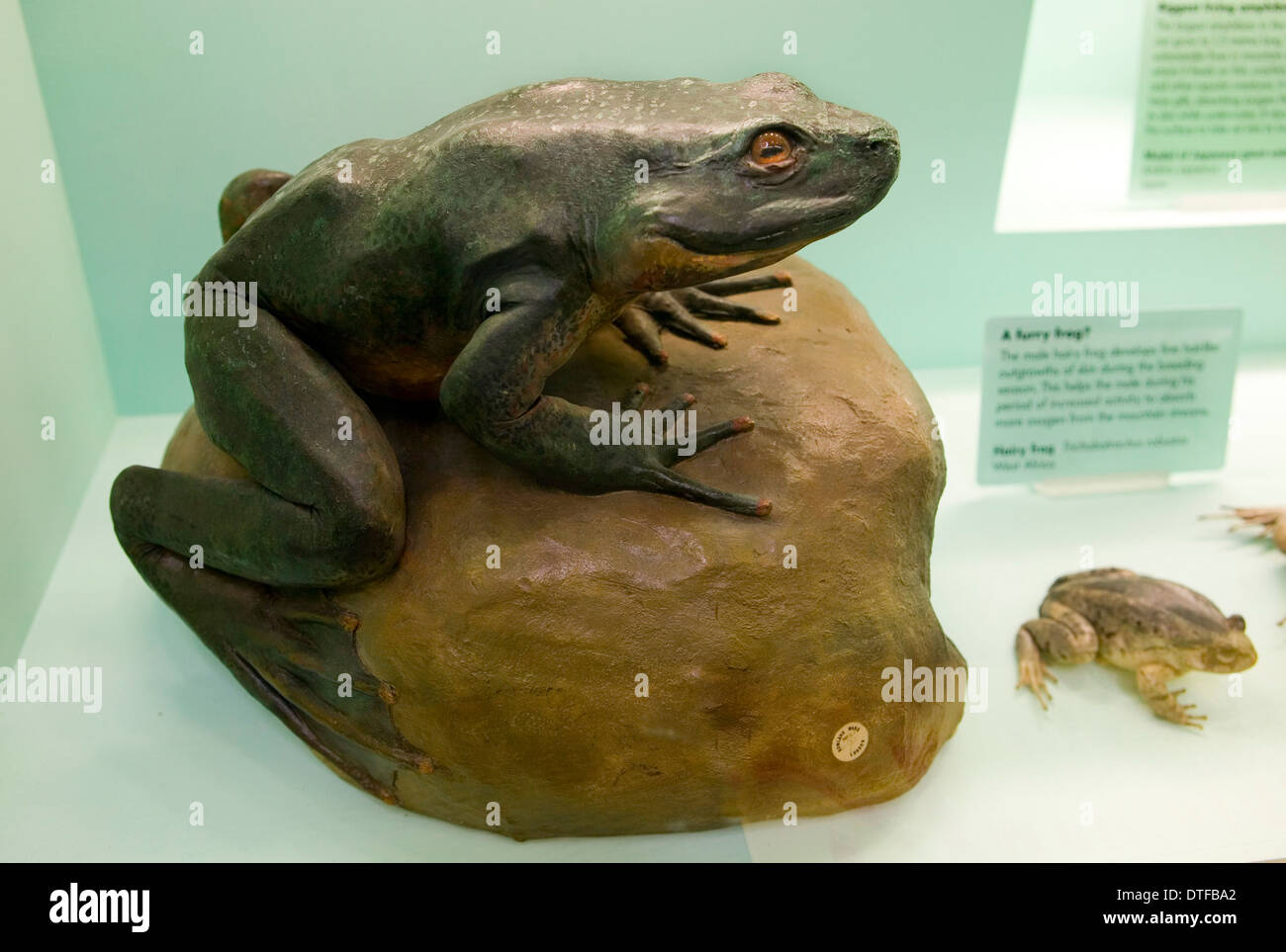 Goliath Frosch, Conraua goliath Stockfoto