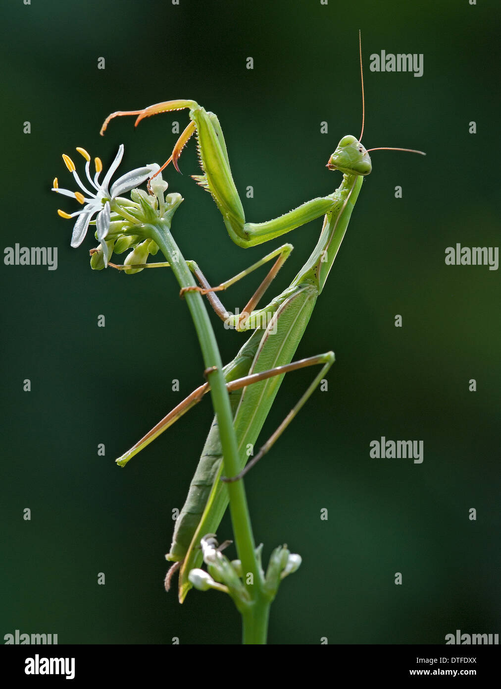 Prajing Mantis, auf eine weiße Blume Stockfoto