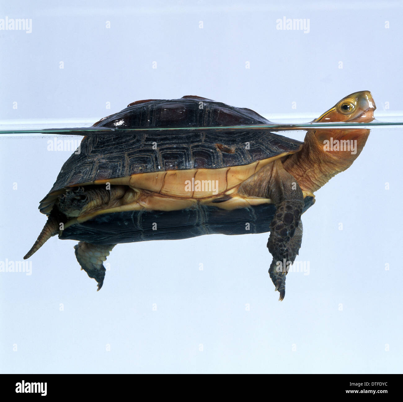 Cuora Flavomarginata, gelben Kopf Schildkröte Stockfoto