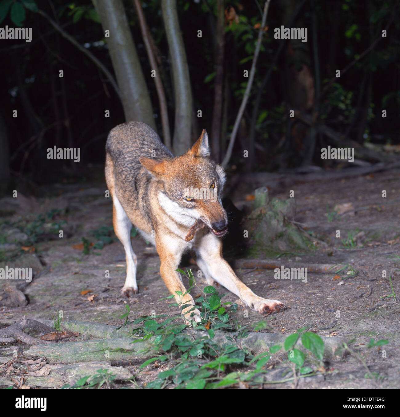Canis Lupus, europäischer wolf Stockfoto