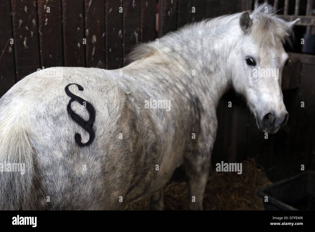 Koenigs Wusterhausen, Deutschland, Shetland Pony mit Absatz Schilder auf der Hinterhand Stockfoto