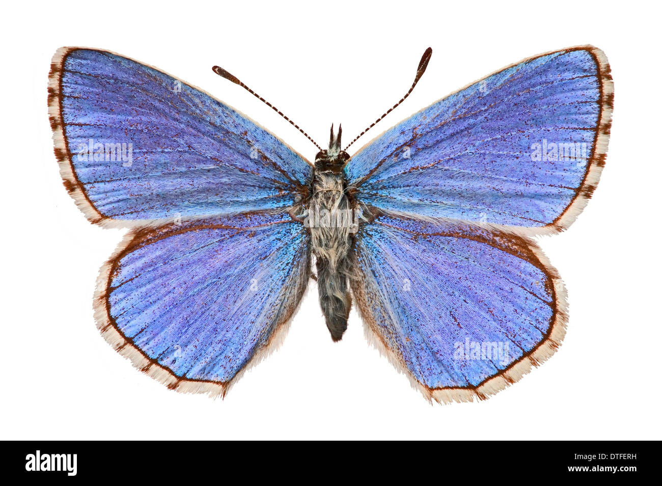 Adonis blaue Schmetterling Stockfoto