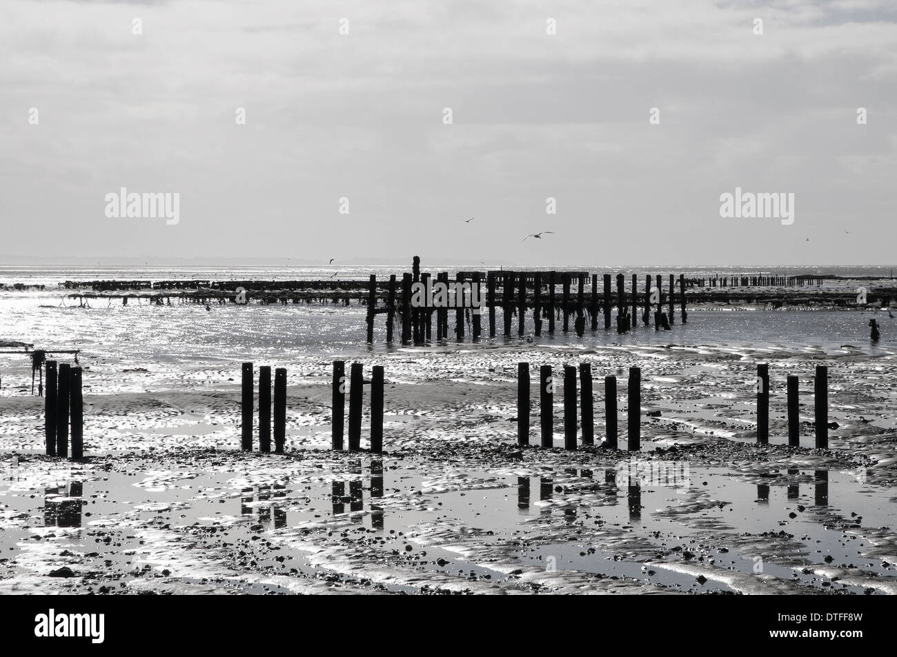 Austernbänke, Agon Coutainville Beach, Normandie, Frankreich Stockfoto