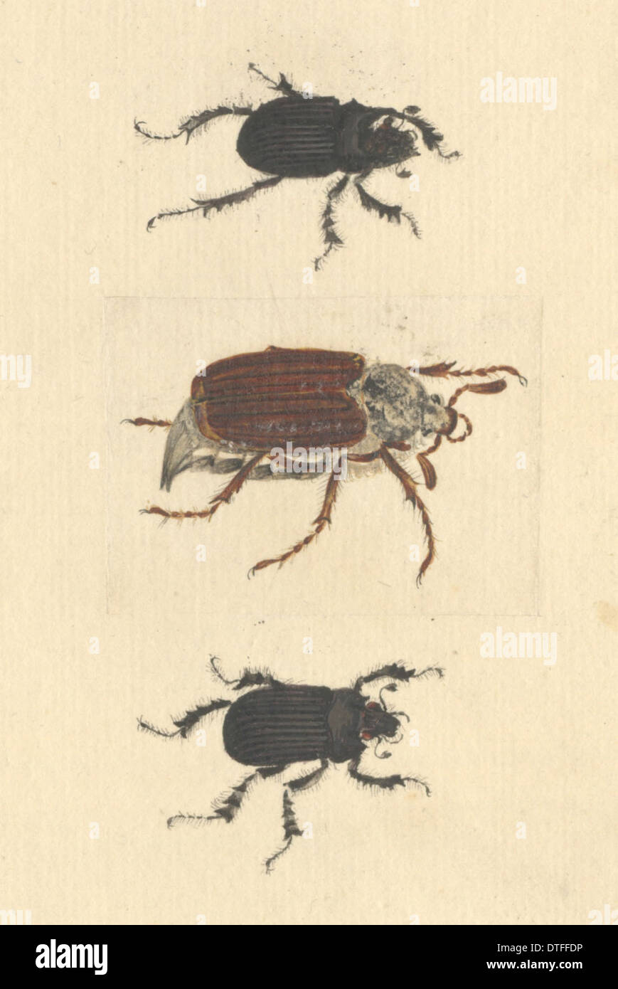 Englische Insekten Illustration des Minotaurus Käfer und Maikäfer durch James Barbut Stockfoto